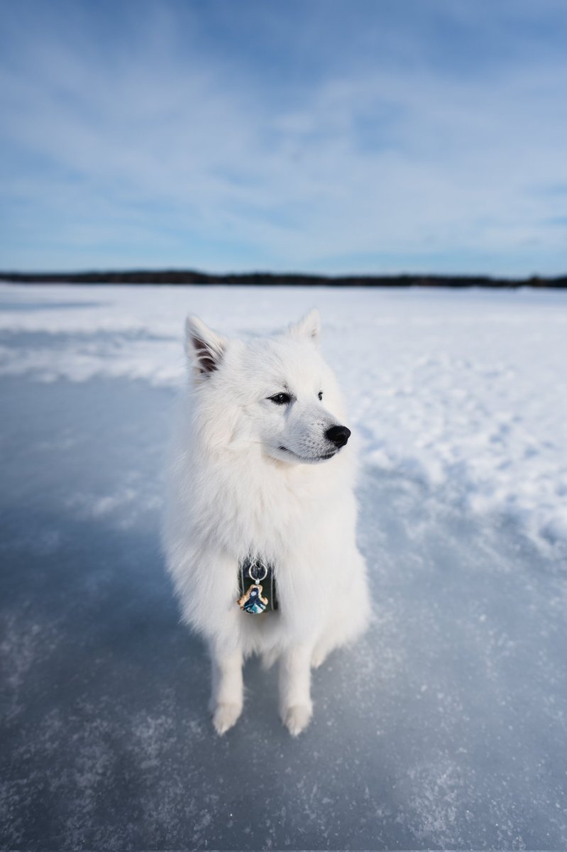 Leo & Koa | Nina tweet media