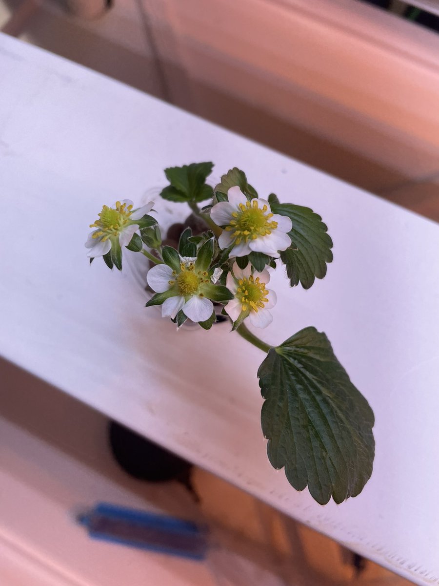 AmyWinfree's tweet photo. We are back in the hydroponics lab! We planted strawberries two weeks ago! #makingpredictionstoday They are growing! @monroe_schools @Hubbard_Elem @STEMGROWERS https://t.co/DzVAVDp2TI