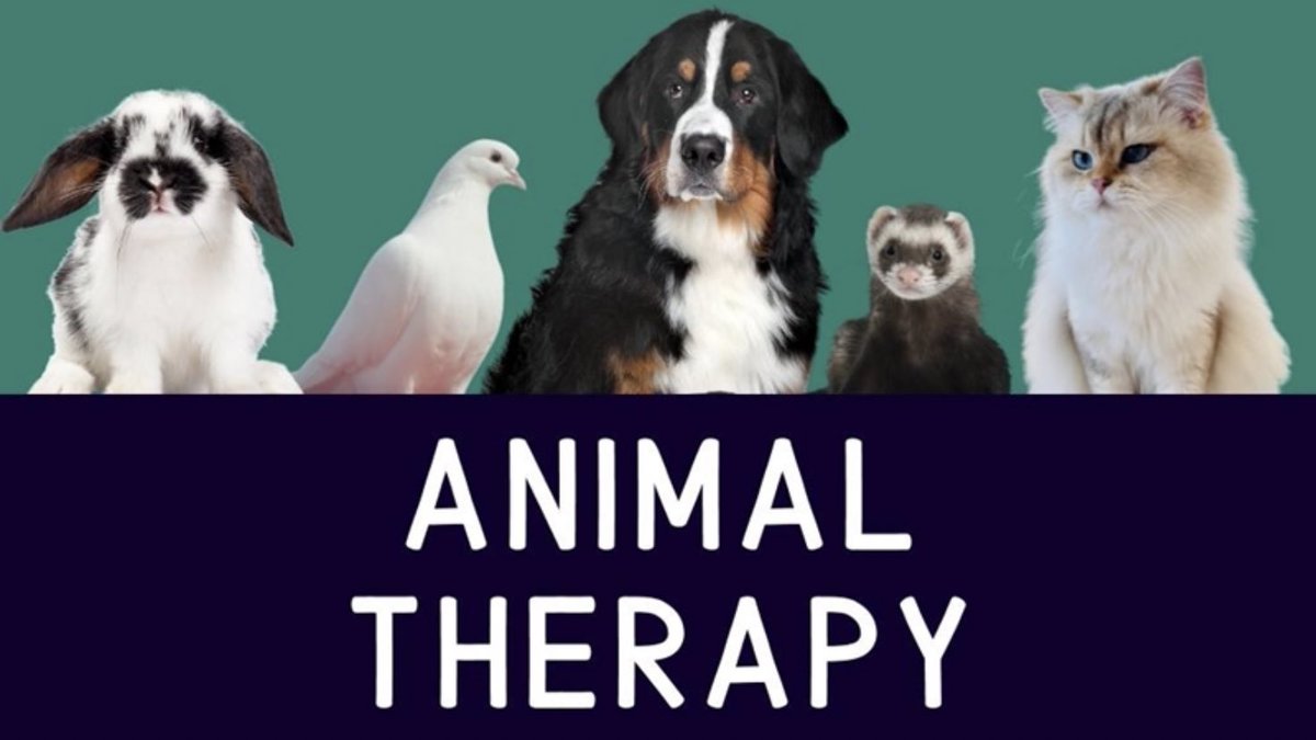 VanierVTV's tweet photo. Vanier Student Life wants to help you de-stress with cute animals! 🐾

Go to B-205 on Thursday, March 10 between 11am and 1pm to meet a dog, a cat, a dove, a rabbit and a ferret!

#vanierstudentlife #vaniercollege https://t.co/psb8LtjRF7