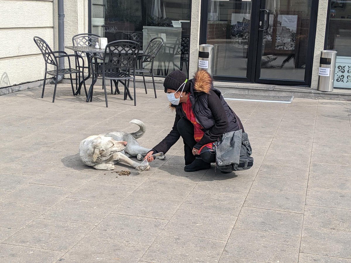 merj's tweet photo. @Ftmpkszlgn That's why we have to act, in our ways, no matter how big or little. The most important thing is we do something that could make a difference in the lives of the most vulnerable members of our community, people & animals alike. #scholaronthemove #StandingWithUkraine #tray4stray https://t.co/YrWRDeQ6TN