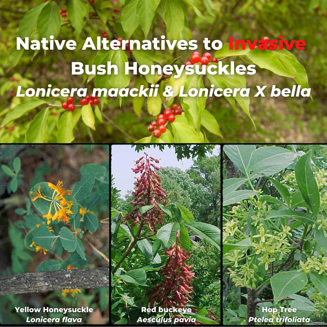 Learn more about Buch honeysuckle control at 
-mdc.mo.gov/discover-natur…  
-missouribotanicalgarden.org/gardens-garden… 
#NationalInvasiveSpeciesAwarenessWeek #plantnative #plantdiverse #plantmilkweed #supportpollinators #supportdiversity