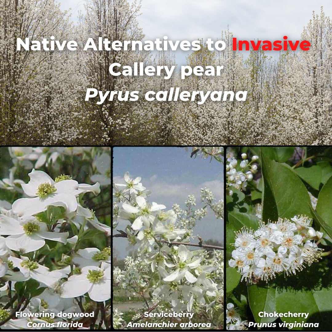 Learn more about Callery pear management and alternatives at mdc.mo.gov/trees-plants/i… 

#NationalInvasiveSpeciesAwarenessWeek #plantnative #plantdiverse #plantmilkweed #supportpollinators #supportdiversity