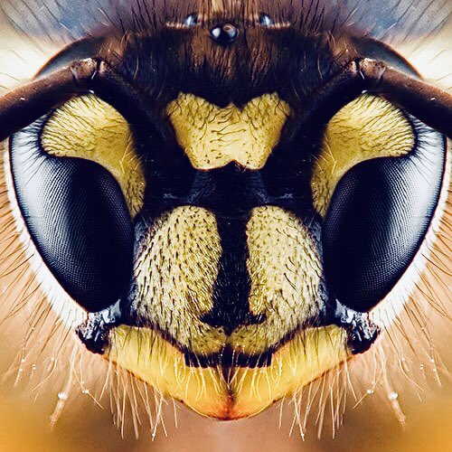 microscopicture's tweet photo. wasp face up close https://t.co/PdKs8RmB3b