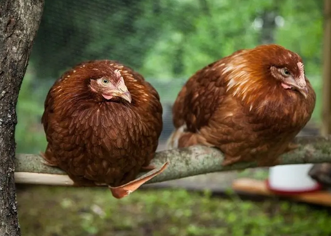 Provincie Gelderland wil boeren helpen bij het aanbrengen van houtige gewassen zoals voedselproducerende bomen en struiken in akkers en weilanden. #landbouw gelderland.nl/themas/agrifoo…