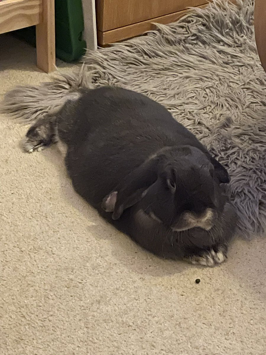 Toffee & Gimli 🐇, Chewie the long-tailed bunny 🐶 tweet media