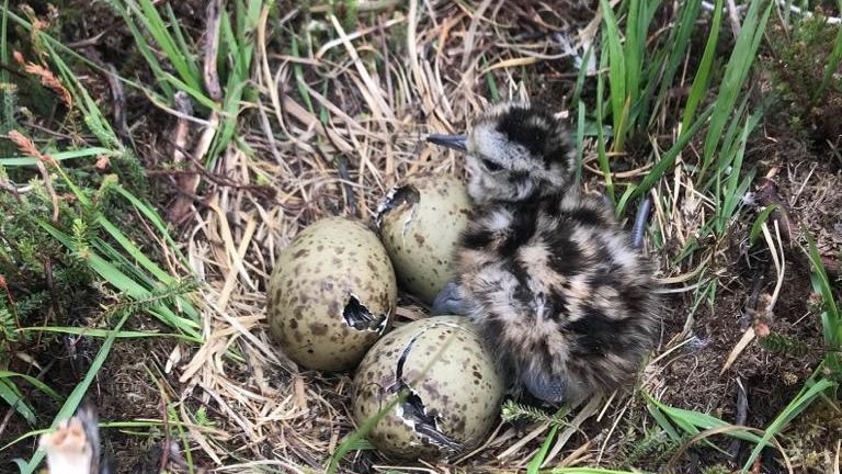 Today is the start of #groundnestingbirds breeding season these birds are rare &amp; the #NewForest is a vitally important habitat for them from March until August please keep to the main tracks &amp; keep dogs under close control <a href="/newforestnpa/">New Forest NPA</a> <a href="/engnewforest/">The New Forest - Forestry England</a> #realnewforest#newforestcode