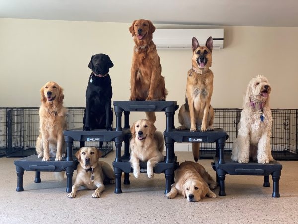 The Mental Health of our service members, veterans and their families are a priority here at the Airpower Foundation. For more information about the Airpower Foundation and where your money goes, visit: airpowerfoundation.org

#airpowerfoundation #serviceanimals
