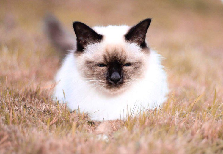 Welcome Spring! you have been missed🌻🌞
#Spring #Birman #Catoftwitter #sun #Photography #hellingbirma