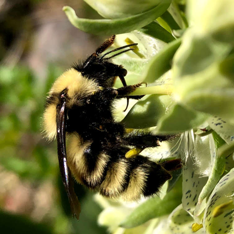 Want to collect data with us for the #California #BumbleBee Atlas? Virtual training workshops begin this Saturday, March 5! Find more info and register here: cabumblebeeatlas.org/events.html