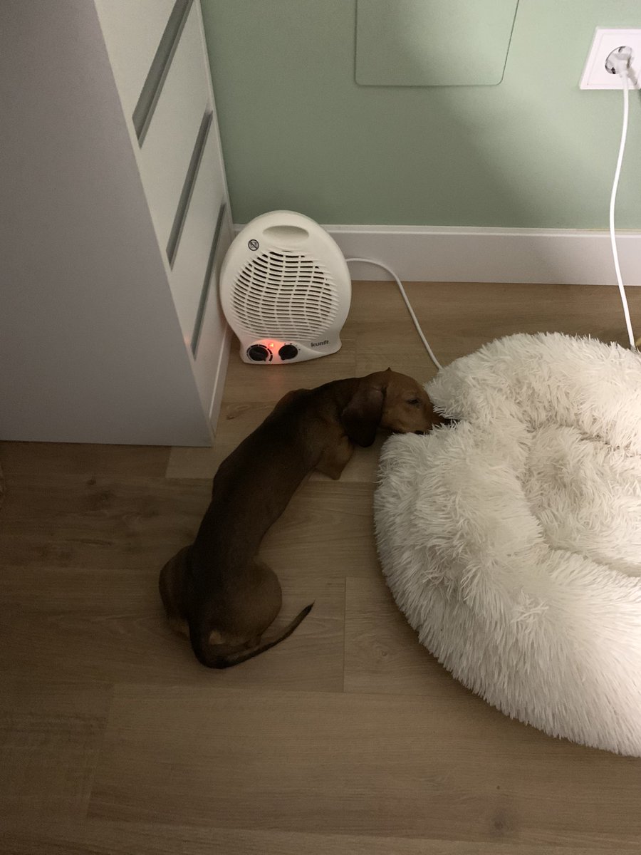 anitapina2's tweet photo. No sé qué le pasa a mi perro pero SAME https://t.co/EWyn2nCVOV