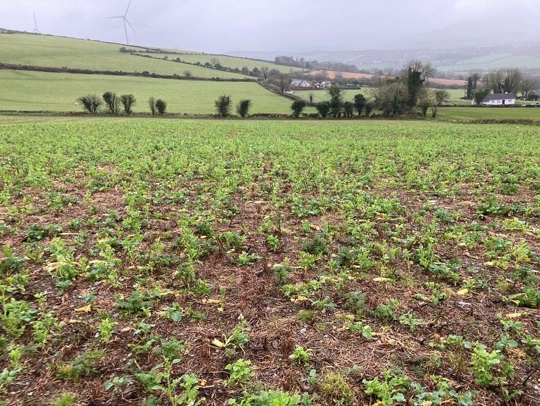Good turnout in Wexford today as Eoin Lyons discusses how to manage cover crop destruction and nutrient supply to spring crops.