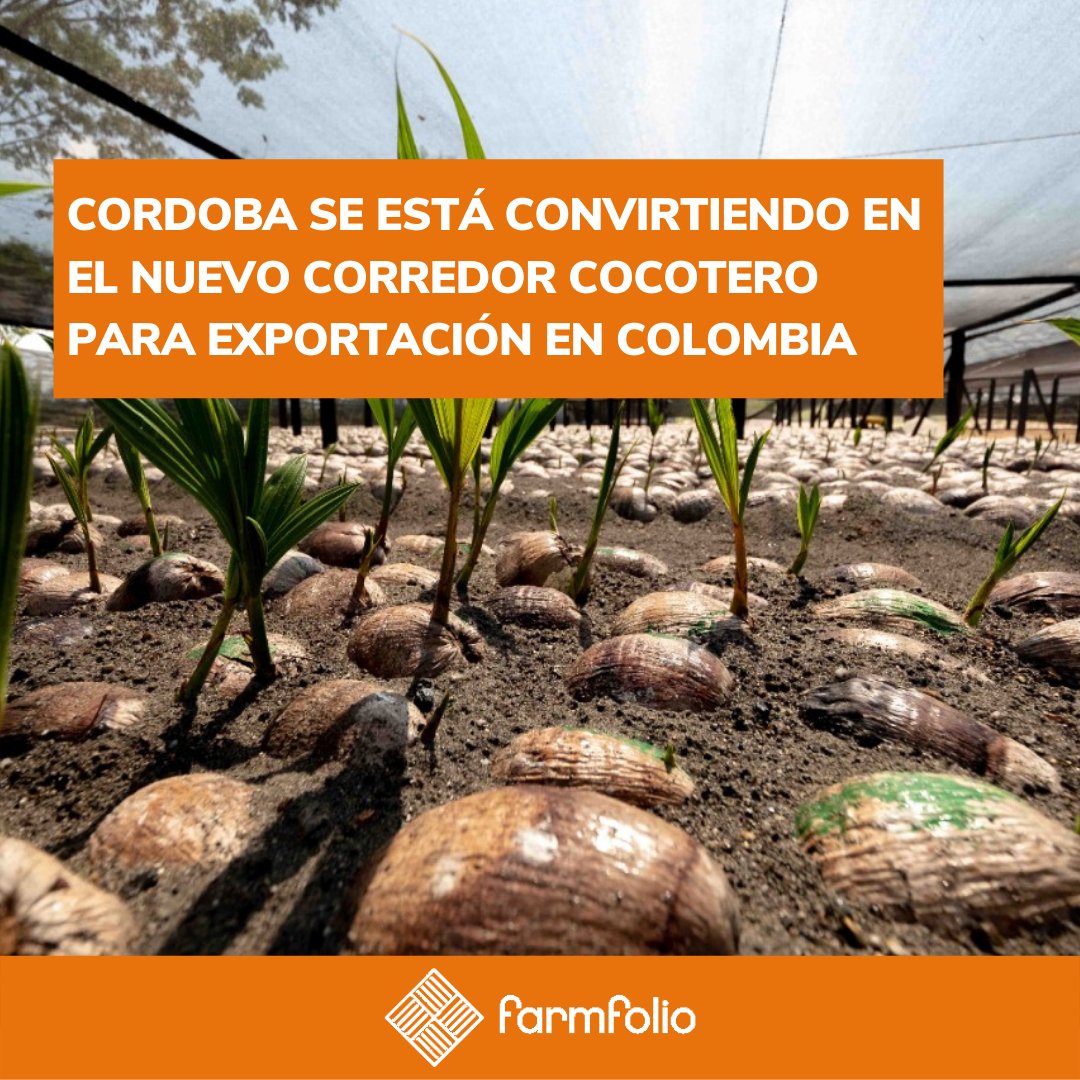 farmfoliocol's tweet photo. Junto con nuestros clientes, estamos desarollando una variedad de coco híbrido que es perfectamente adaptada a la region costeña 👏🏼

Contáctanos para saber más o para ver si te calificas para participar en el proyecto! ✨

📥contacto@farmfolio.net
📌https://t.co/UJhe7Jo92a https://t.co/WAXFoIldBD