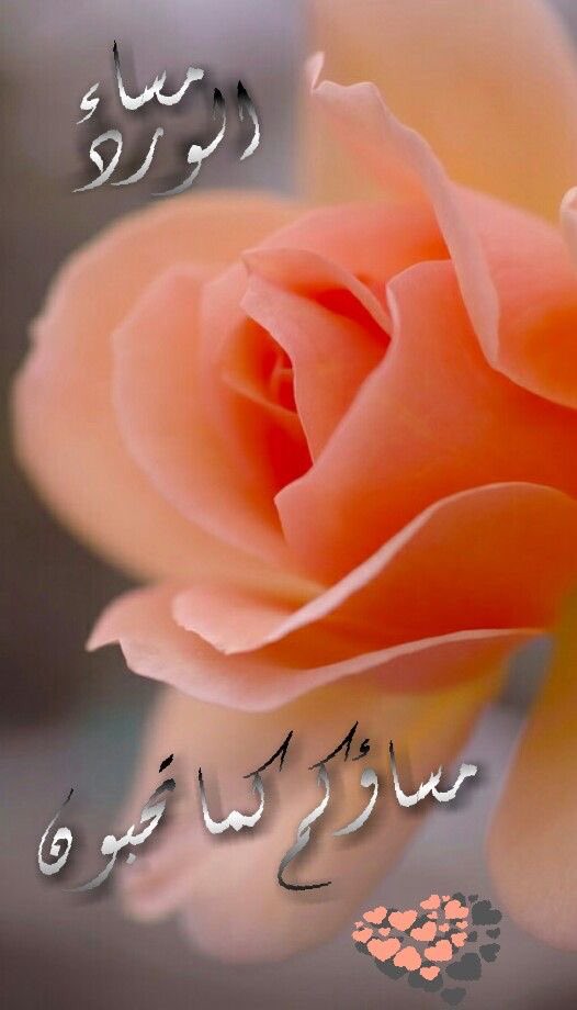 #كلمات_مِن_القلب* 💓 

*﴿ أَوَلَيْسَ اللَّهُ بِأَعْلَمَ بِمَا فِي صُدُورِ الْعَالَمِينَ﴾*
*حينما لايدرك أحد حجم توجعك، ولايعلم أحد قدر تخوفك وحزنك وغصتك، أجعل الطمائنينة هي شعارك، تذكر دائماً أن الله سيزيل وجعك، وسيذهب خوفك وحزنك، أن الله لكل أوجاعك.*