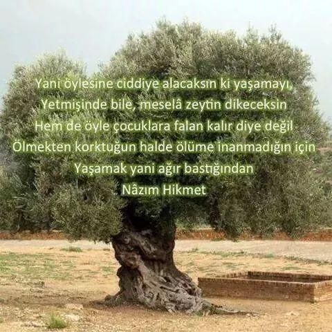 Size rağmen yaşayacağız, yaşatacağız.
Nazım ustanın dediği gibi yetmişimizde de zeytin dikeceğiz...
Ölmeyecekmiş gibi

#ZeytinİçinAdalet
#ZeytinimeDokunma