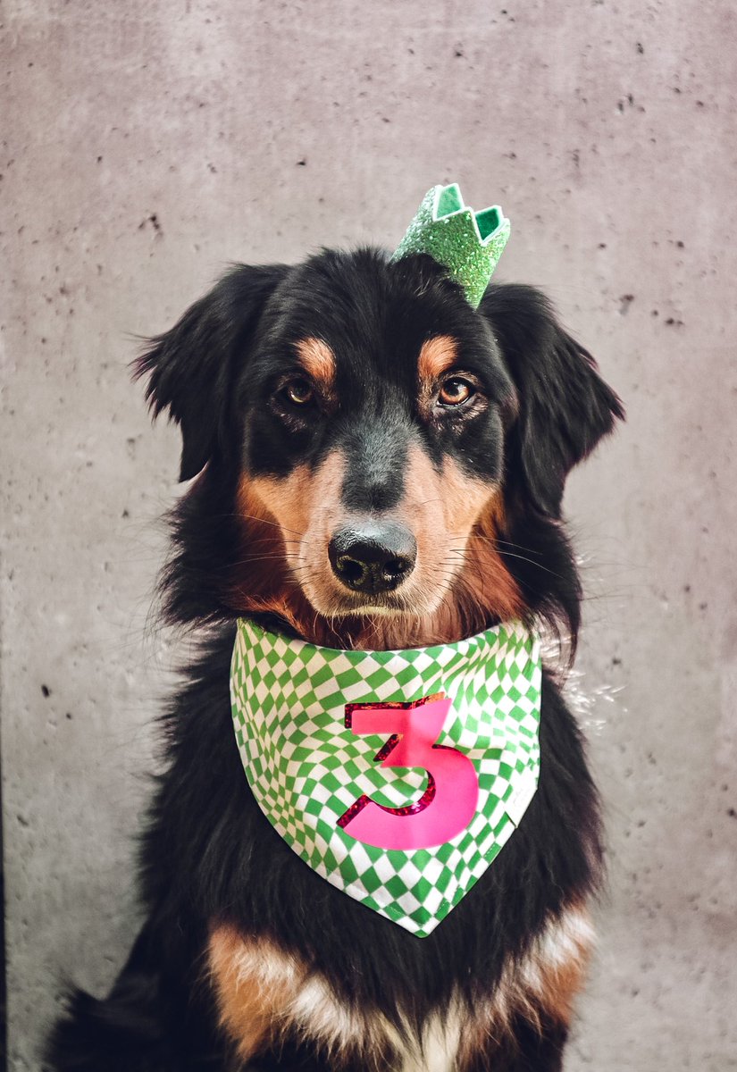 twitter absolutely gets to see this one first 

three years with this girl - time sure has flown by 😭 let’s see what this year brings us 🤍
#twitterdogcommunity #australianshepherd #blacktriaussie #birthdaygirl