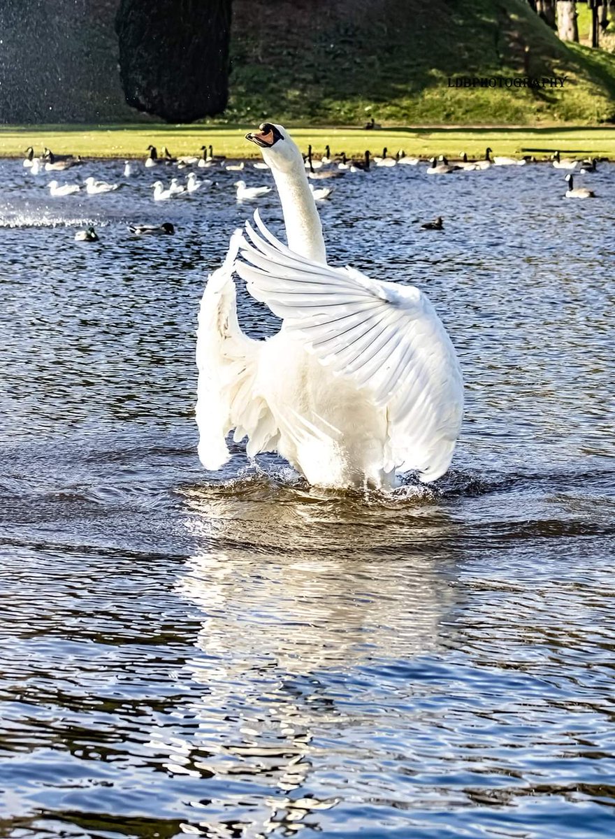 ldbphotography1's tweet photo. Let's all pray for Ukraine like this Swan is. Yes I did photograph this Swan as intended as swans symbolise love and peace and wanted to share it in the hope it reaches Ukraine soon as I think they need all the love and hope they can get. Share away and retweet 
#SupportUkraine https://t.co/Y9pVKCNs0z