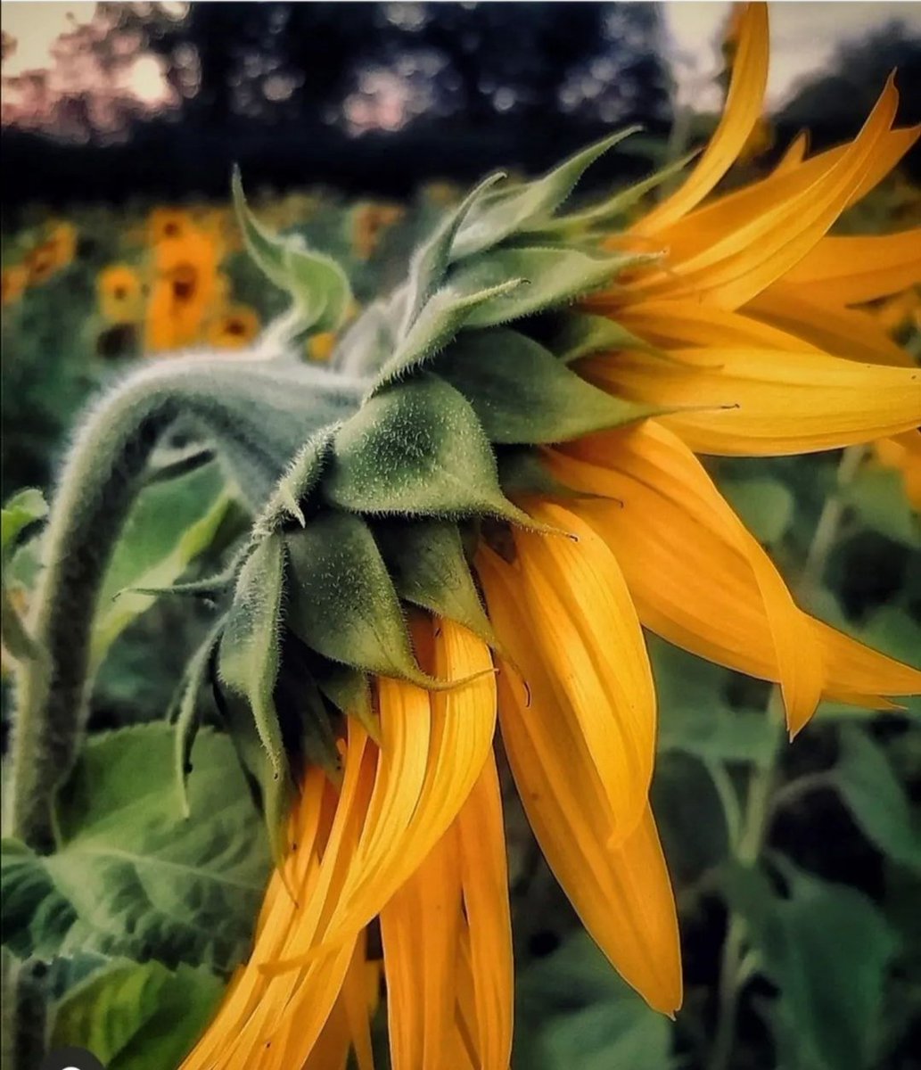MirandaAvery12's tweet photo. "If I were a flower, I would be a sunflower, to always follow the sun, turn my back to darkness, stand proud, tall and straight, even with my head full of seeds".. Pam Stewart

#SunflowersForUkraine #Ukriane #hope #peace #flowers
Pic by me.. Norfolk
@pandas_pics_2102 https://t.co/xebMkVFbFP