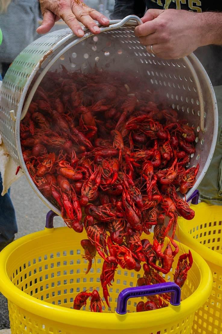 getlostcatering's tweet photo. We’re ready for #FatTuesday with Beads, Beer &amp; Mud Bugs!💜💚💛Come out for hot boiled crawfish (while it lasts!), Cajun food features like alligator tacos &amp; chili and craft beer specials. #MardiGras gear is highly encouraged, so don't forget your beads &amp; masks! #lostrhinobrewery https://t.co/7kZYhqR8Y8