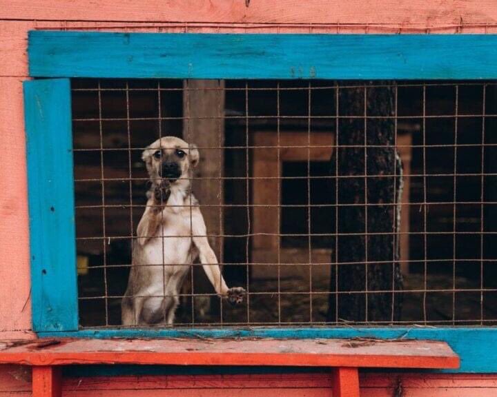 We’ve had tragic news from our friends at UAnimals, the Best Friends dog shelter in the Makarivsky district has been hit, with a massive number of dogs perishing. 💔 We’re heartbroken. 
Photo: UAnimals 💙💛 #ukraine #UkraineAnimals