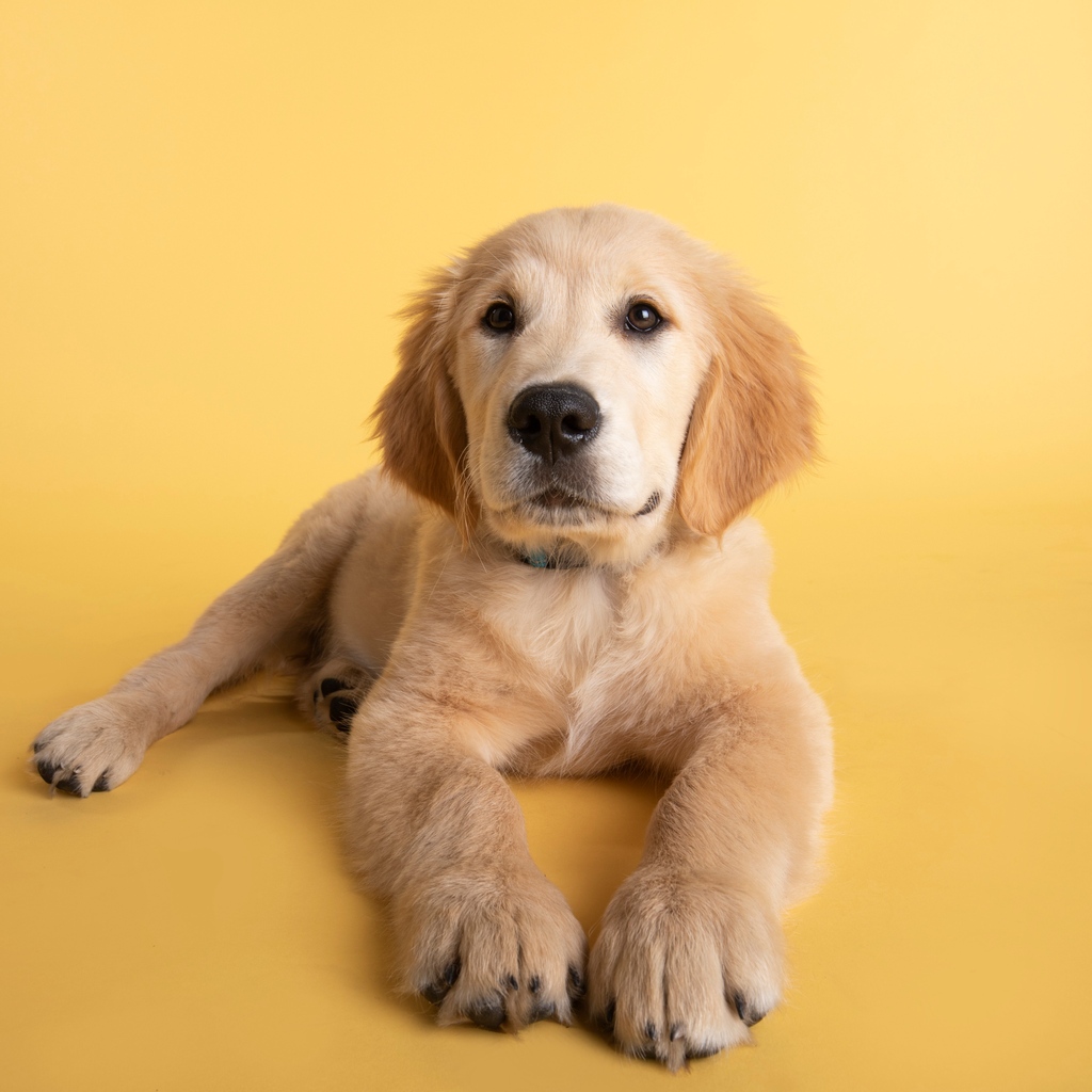 WCplusA's tweet image. Our creative family has grown by four paws. 💜Introducing Moses. #dogsofwcplusa #wcplusa #agencylife #creativecreatures 📷  IG: @champagne.la