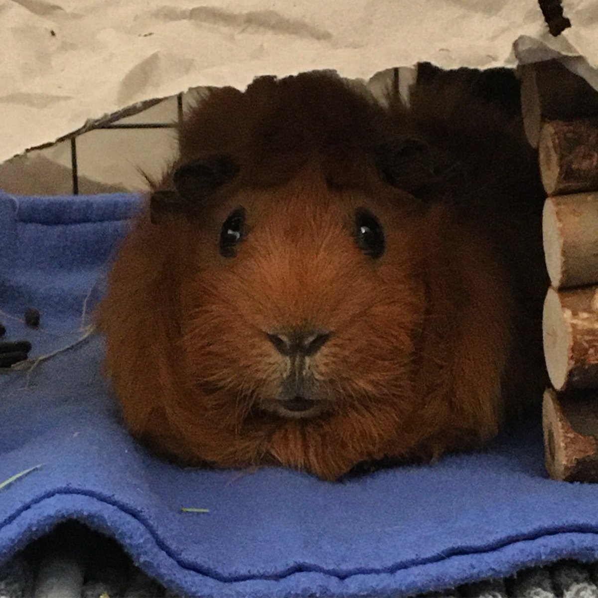 Jekirlu's tweet photo. @TabyPilgrim This is him now. https://t.co/GYuf3qCga3