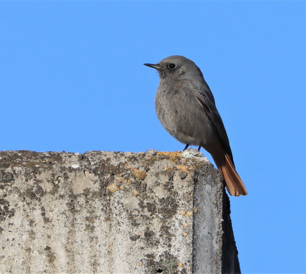 AviEcoMig's tweet photo. This winter a total of 30 #BlackRedstarts were newly ringed in #Brno. Three additional from the previous winter were resighted. If you see a Black Redstart with a colour ring, please take a picture and let us know! 🙏 It may help us find their breeding origin 😎 |  #BrnoRedstart https://t.co/t6xbemO9bk