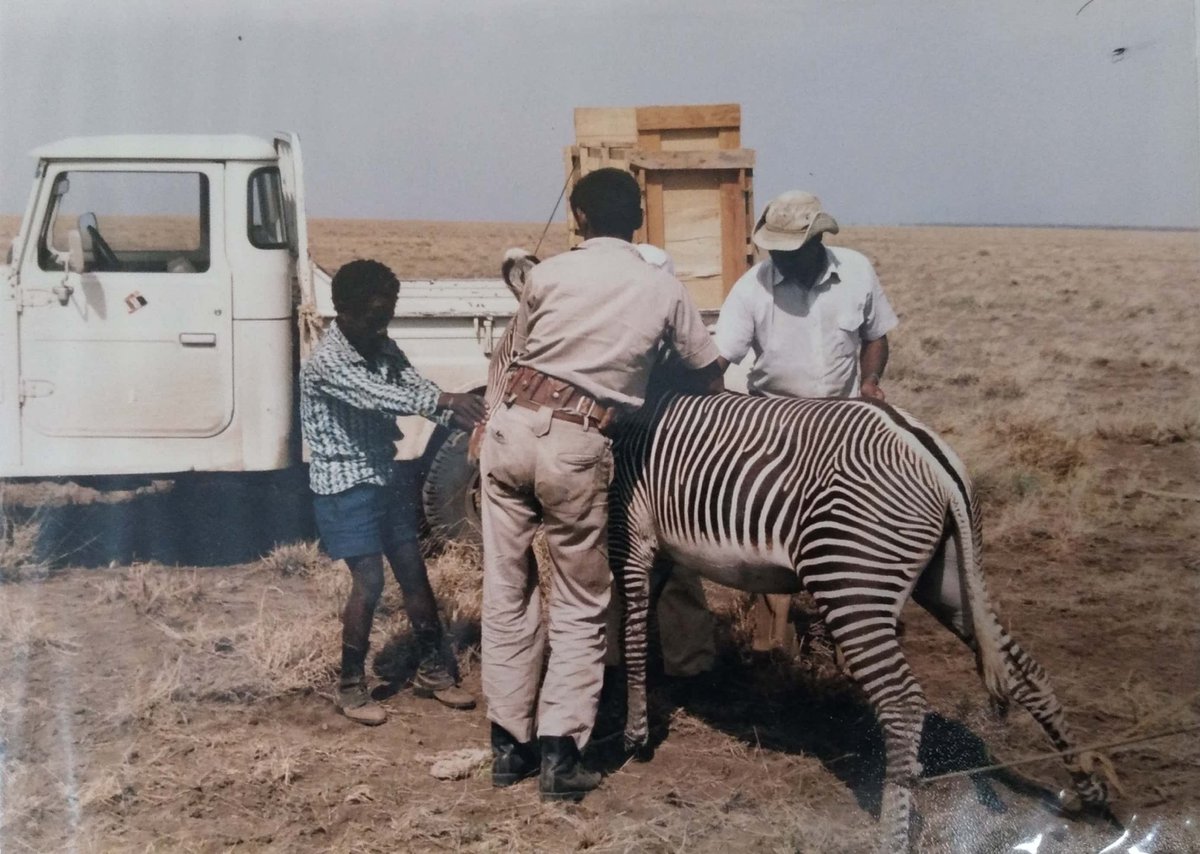 ethiogreenideas's tweet photo. #አረንጓዴ_ታሪክ
የንጉስ የሜዳ አህያ 
ትልቁ የሜዳ አህያ ወይም በሳይንሳዊ ስሙ (Grevy’s Zebra) ቀድሞ የንጉስ የሜዳ አህያ በሚል ይታወቃል፡፡
#Ethiopia  #zebra #wildlife #history https://t.co/En2EzEamL3