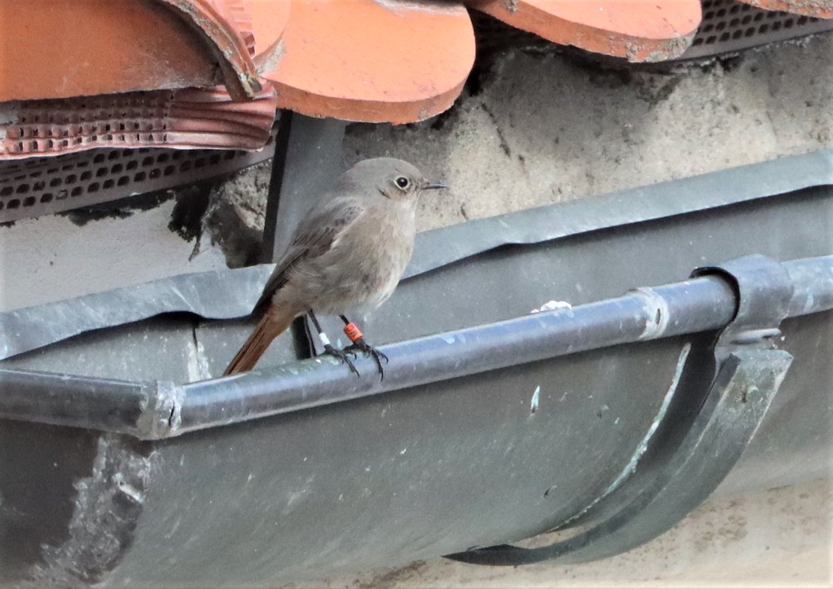 AviEcoMig's tweet photo. This winter a total of 30 #BlackRedstarts were newly ringed in #Brno. Three additional from the previous winter were resighted. If you see a Black Redstart with a colour ring, please take a picture and let us know! 🙏 It may help us find their breeding origin 😎 |  #BrnoRedstart https://t.co/t6xbemO9bk