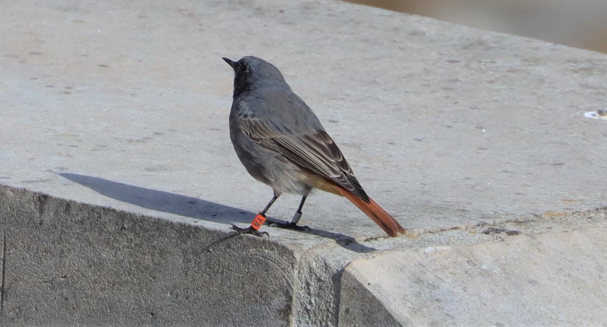 AviEcoMig's tweet photo. This winter a total of 30 #BlackRedstarts were newly ringed in #Brno. Three additional from the previous winter were resighted. If you see a Black Redstart with a colour ring, please take a picture and let us know! 🙏 It may help us find their breeding origin 😎 |  #BrnoRedstart https://t.co/t6xbemO9bk