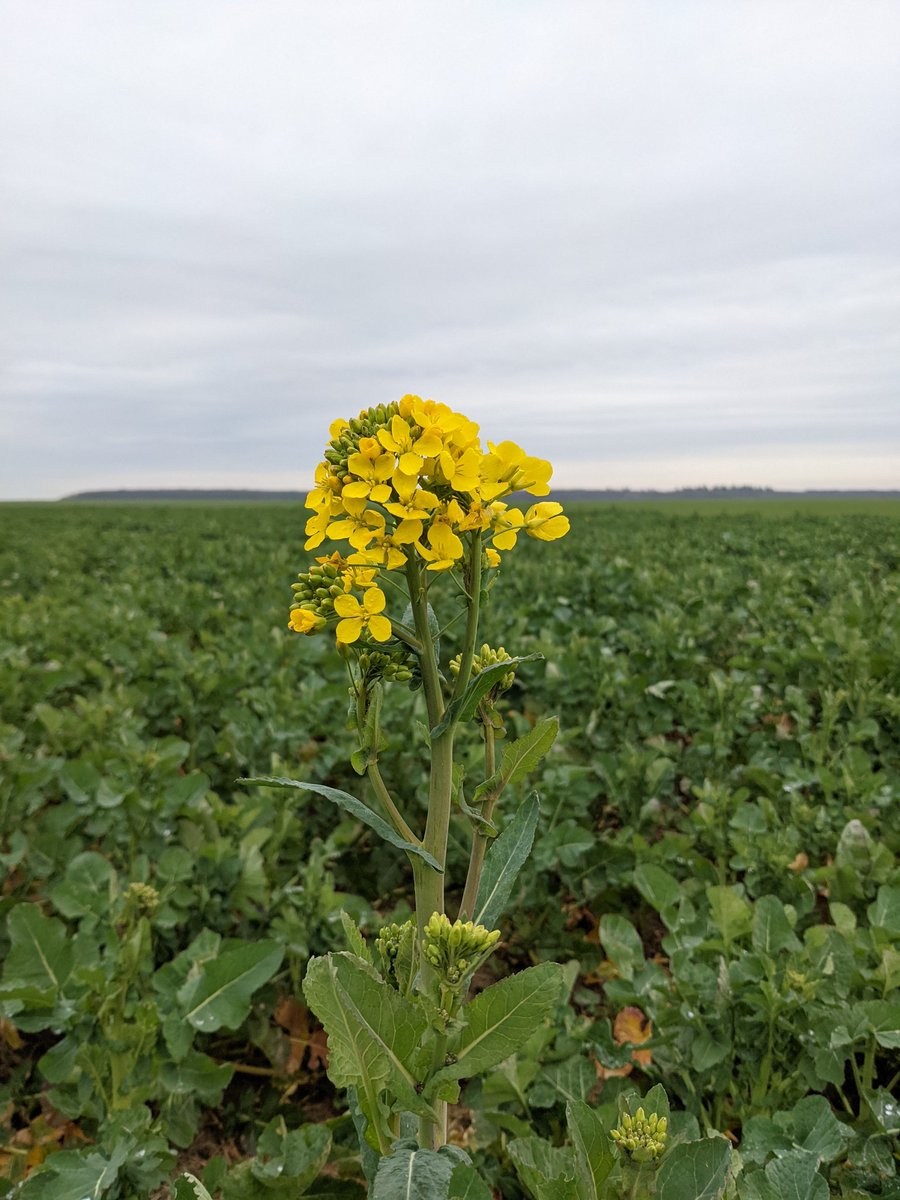 Olivier Vasseur tweet media