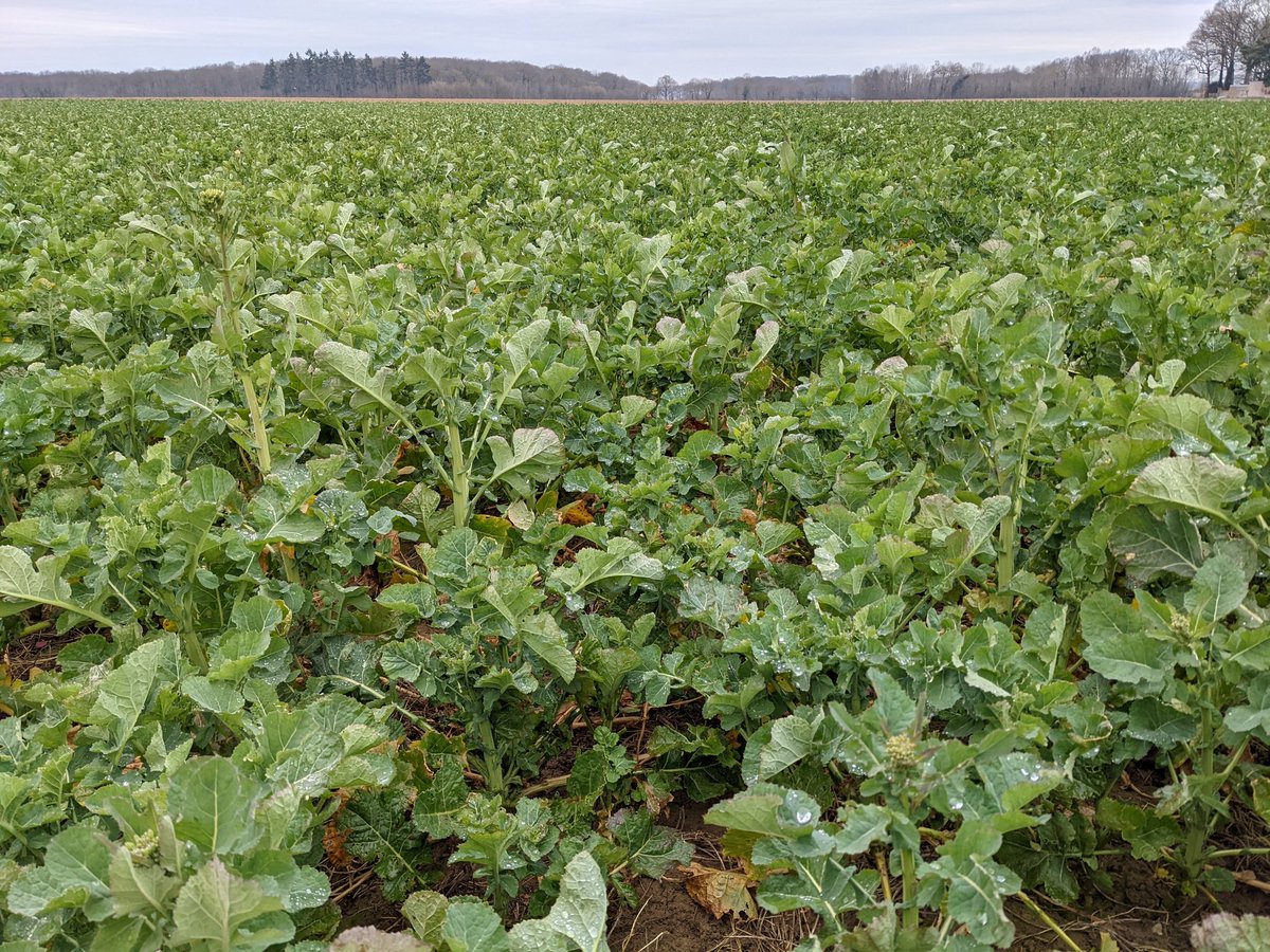 Olivier Vasseur tweet media