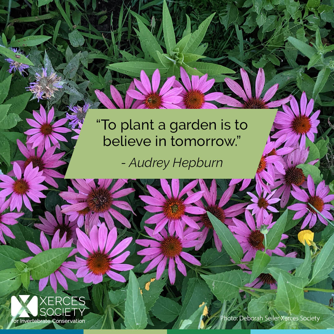 xercessociety's tweet photo. “To plant a garden is to believe in tomorrow.” Audrey Hepburn

We provide native plant lists for all regions of the U.S., featuring varieties that are highly attractive to pollinators and adaptable to a range of growing conditions. Find yours at https://t.co/L2GpxjmVw7 https://t.co/dskEKL37Qj