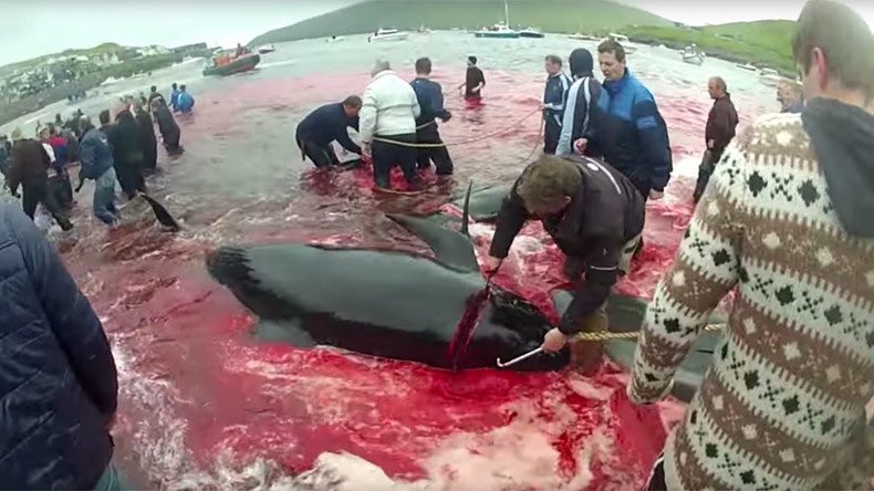 lynxlynx123's tweet photo. They do this for sport  #BloodSports #faroeIslands

#StopTheGrindNow https://t.co/q5L2glcSpn