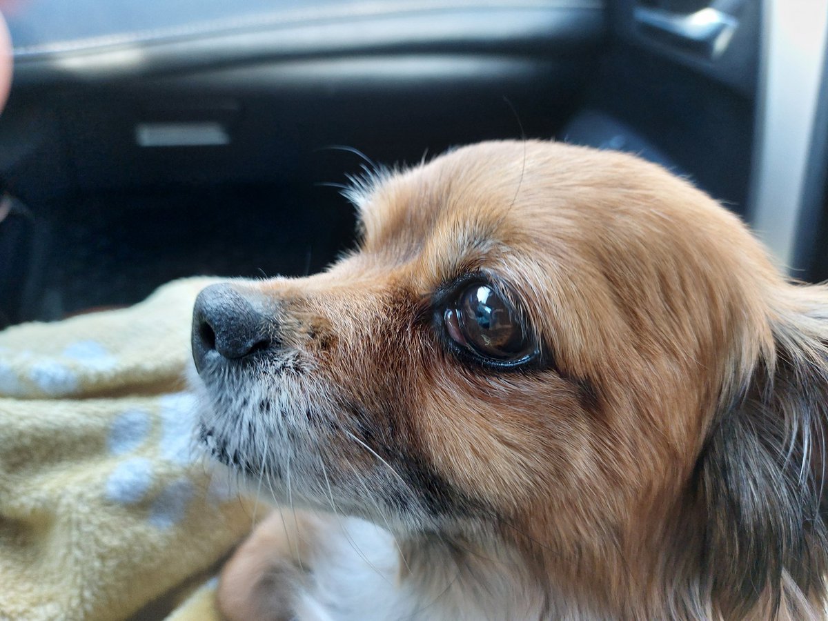 Baxter the Chiweenie & my sister Josephine 🇨🇦 tweet media