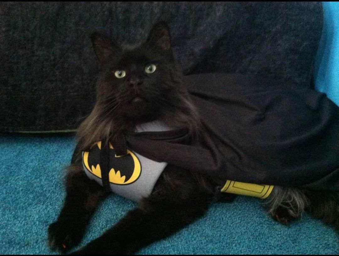 JUST IN: CAPED CRUSADER: Navarre Black Wolf is very excited for the new Batman movie, his owner, Echelle Sauer, says. 

Don't forget to send photos of your pets to bit.ly/2IyqBRY