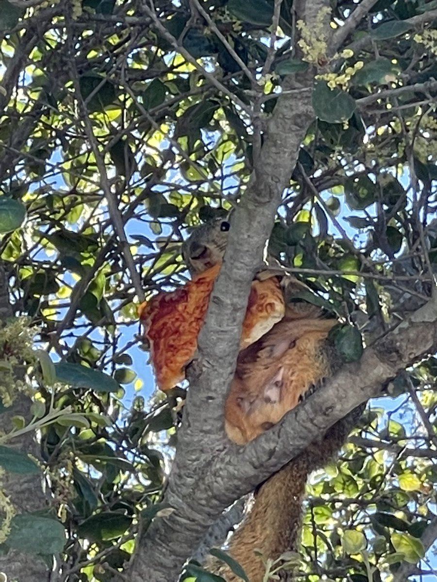 NY subway pizza rat I raise you LA tree pizza squirrel