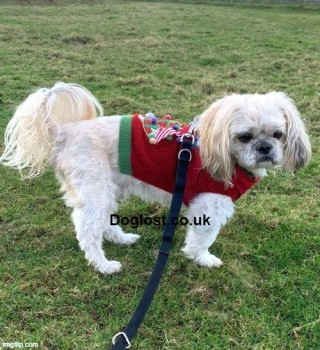 millypod1's tweet photo. 🆘28 FEB 2022. BOBBY NEEDS MEDS
#Lost #ScanMe OLDER White Shih Tzu Male
Parc Bel #Talysarn #Caernarfon #NorthWales #Wales #LL54
Wearing the jumper and harness shown in the photo. He has health issues (heart and kidneys) 😢
SIGHTINGS PLZ ☎️07809 460021
https://t.co/3coCUazBXm https://t.co/KZwGS4ukFj