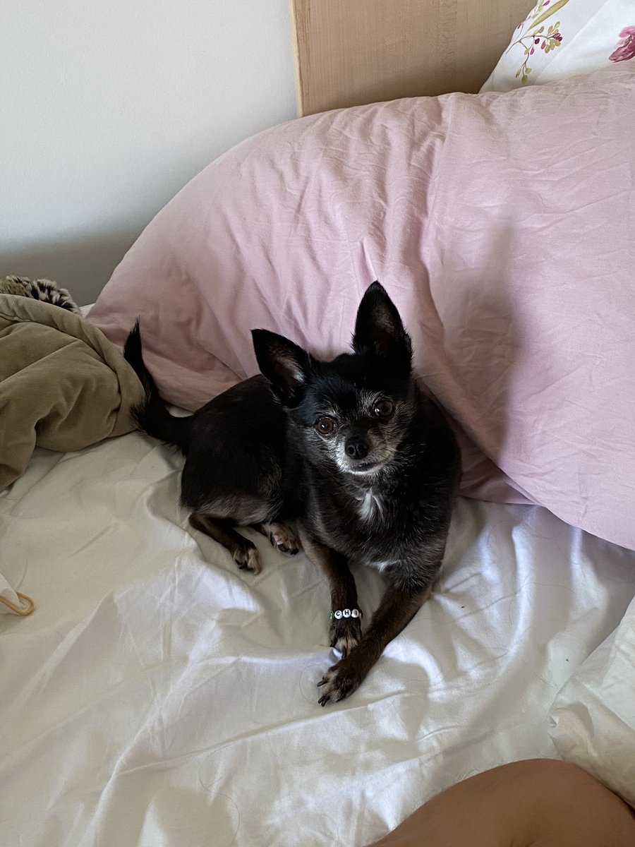HannahPapernick's tweet photo. I made Chi Chi a bracelet &amp; she loves it. 🥺💖🧸 
#dogsoftwitter #dogsofinstagram #DogsofTwittter https://t.co/GC5rdUeFFK