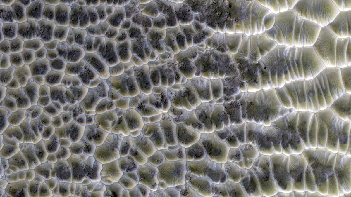 HiRISE's tweet photo. HiRISE 4K: Polygonal Dunes

Polygons are of great interest because they often indicate the presence of shallow ice or of desiccation such as in a mud flat. However, Nature sometimes seems too clever for us. (Click link for more.)

https://t.co/dl0RGFGaQL
NASA/JPL/UArizona https://t.co/88gWlpbXwv