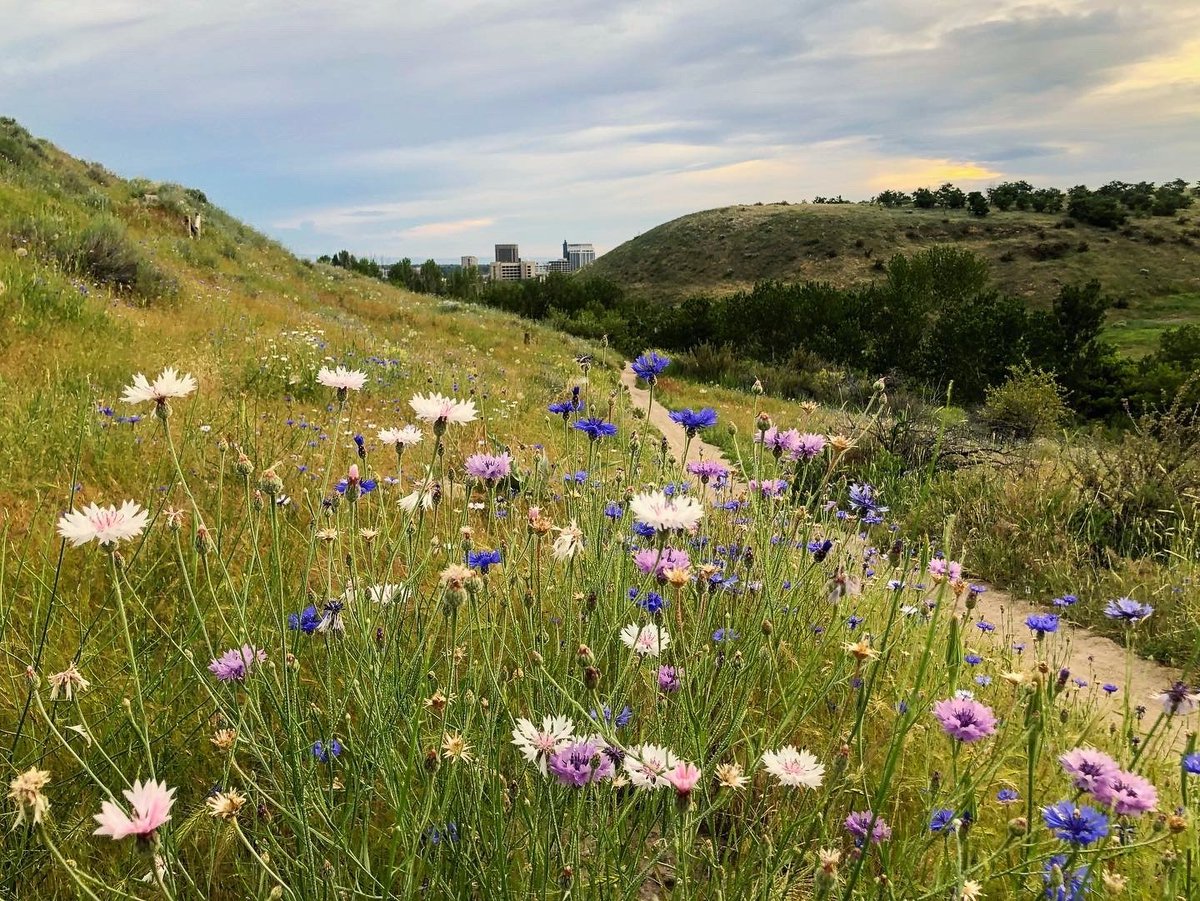 Visit Boise tweet media