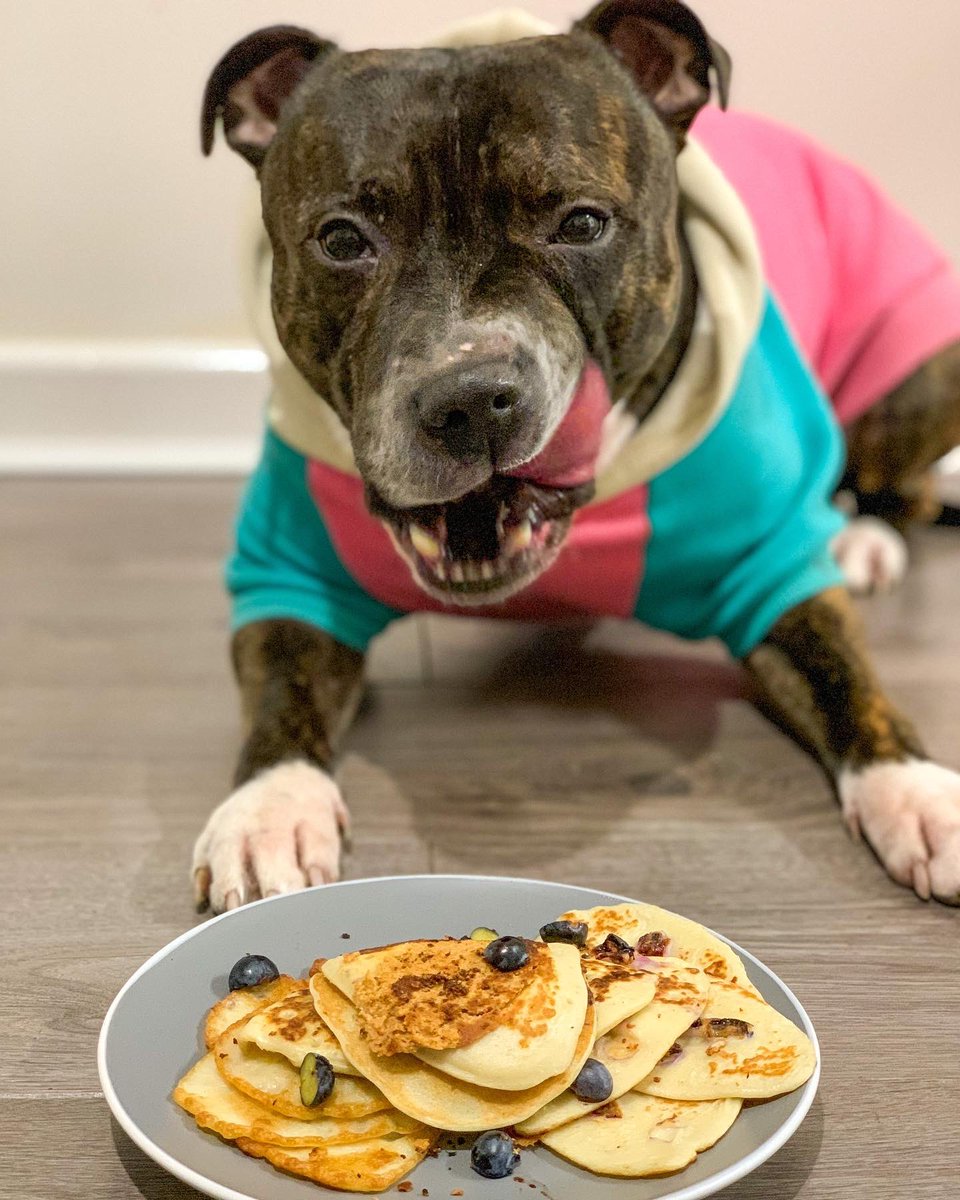 Happy Pancake Day from the most spoilt dog on the planet 😅🥞

#dogsoftwitter #twitterdogcommunity #PancakeDay
