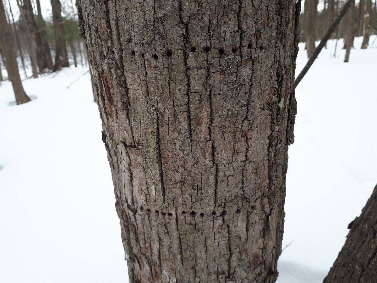 Yesterday we also had a great time hiking it up with @JRHenPS_LDSB's grade 4's! Thank you, we learned a lot about frost cracks and yellow bellied sap suckers. <a href="/LimestoneDSB/">Limestone District School Board</a> <a href="/gouldlake_LDSB/">@gouldlake_LDSB</a>