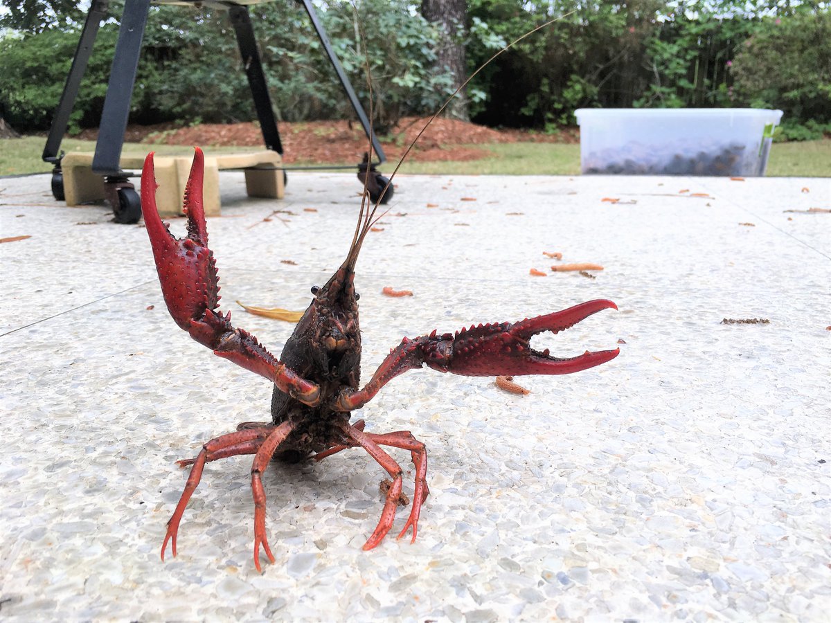 ILINSeaGrant's tweet image. Recent research finds that red swamp crayfish can tolerate extreme cold, perhaps lending to its invasive success. For this and other #invasive crayfish lit, follow the Monthly Snap by our Invasive Crayfish Collaborative: groups.google.com/u/1/g/invasive… #NISAW
doi.org/10.1016/j.limn…