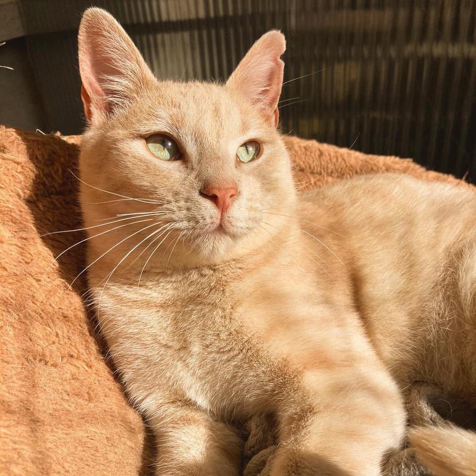 💙 YETI BUSCA FAMILIA 💙

Este precioso gato de 6 meses está buscando familia. Es súper cariñoso y bueno y tiene un pelaje único, nos tiene enamoradas 🤩 #Adopta #Gatos

🔗 instagram.com/p/Cakm_8tI7BO/…