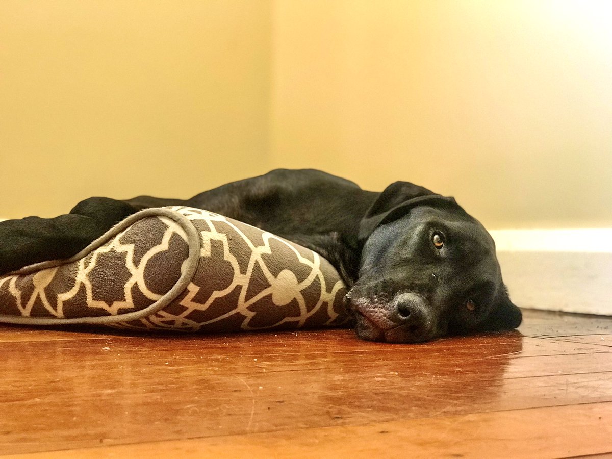 Recovery after surgery is tiring work. She’s doing really well at resting but starting to get some personality back yay! #dogsoftwitter #dogtwittercommunity