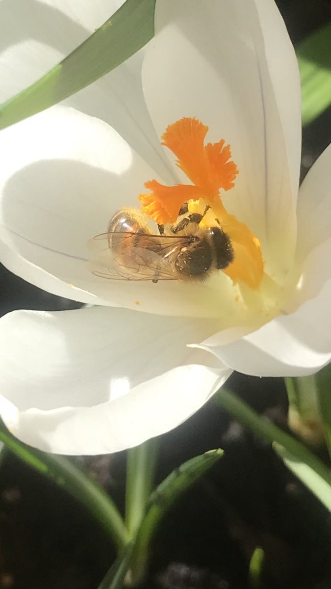 Dia_dhuit's tweet photo. #beeFun today https://t.co/qa0gsEIBrq