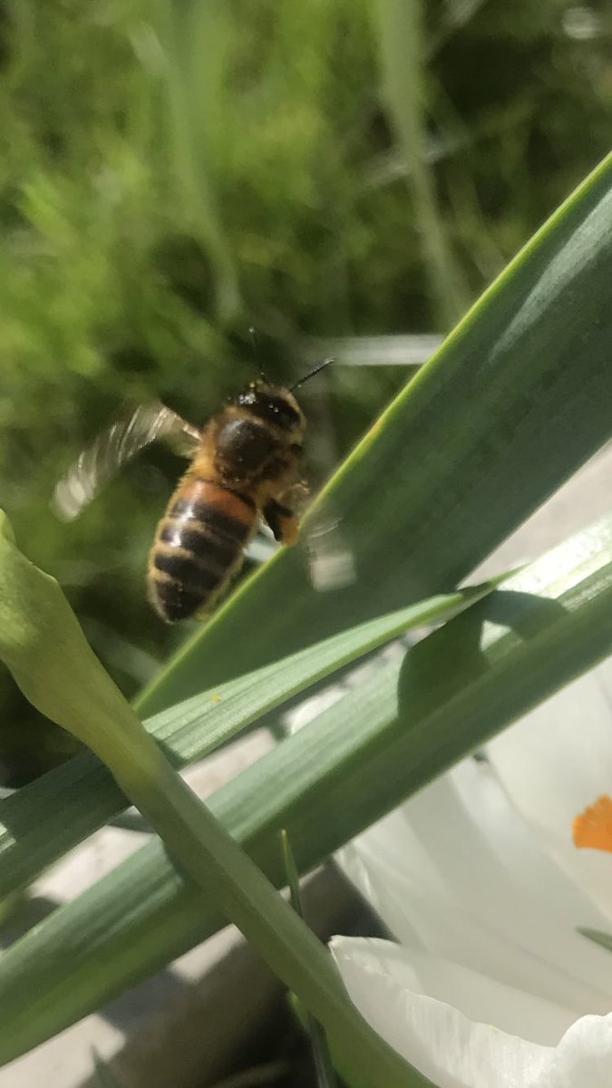 Dia_dhuit's tweet photo. #beeFun today https://t.co/qa0gsEIBrq