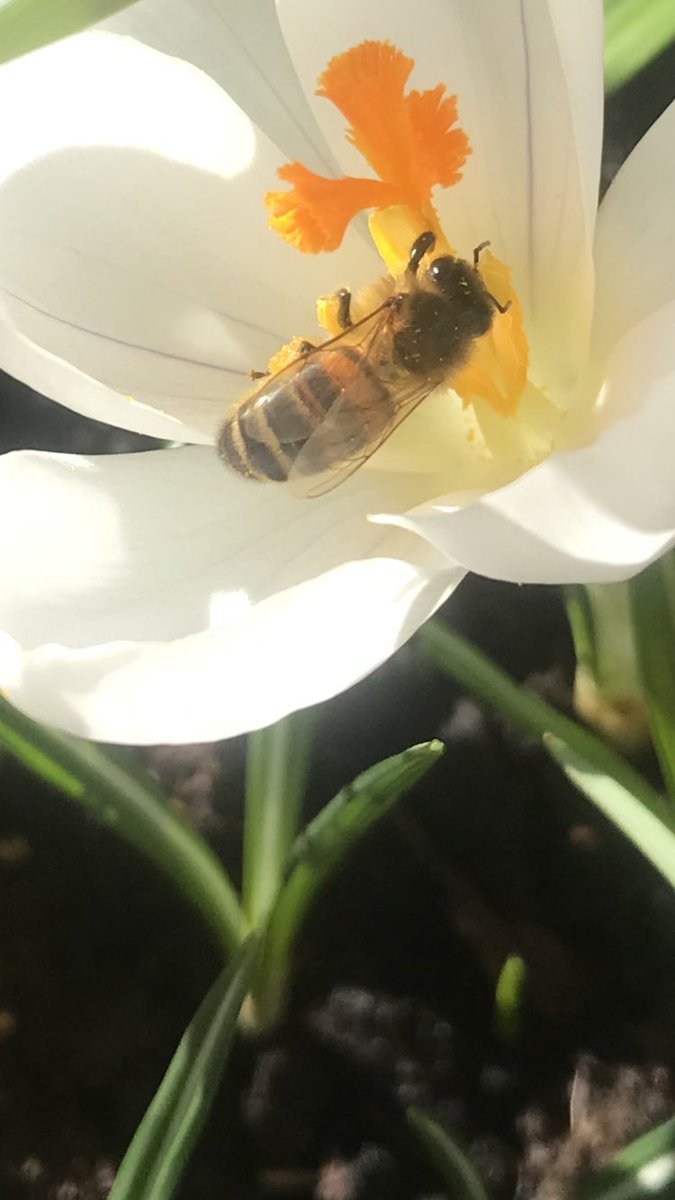 Dia_dhuit's tweet photo. #beeFun today https://t.co/qa0gsEIBrq