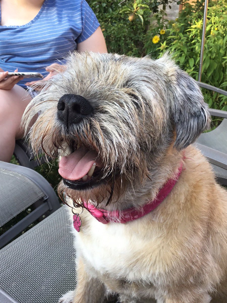 BorderRabble's tweet photo. So tonight our rabble of three became two.  Goodnight Tilly, thank you for being a great big sister for Pip and Daisy.  A Border terrier who hated baths, or being groomed and with such a gentle nature.  We will miss you x😞🌈💔 https://t.co/aAiy2xQI1b