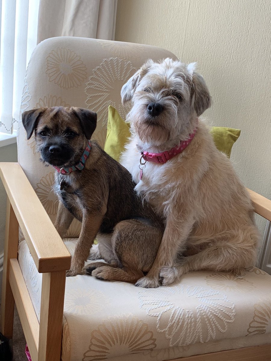 BorderRabble's tweet photo. So tonight our rabble of three became two.  Goodnight Tilly, thank you for being a great big sister for Pip and Daisy.  A Border terrier who hated baths, or being groomed and with such a gentle nature.  We will miss you x😞🌈💔 https://t.co/aAiy2xQI1b